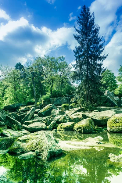 Forest lake with white swan — Stock Photo, Image