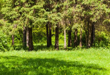  Orman güneşli bir günde