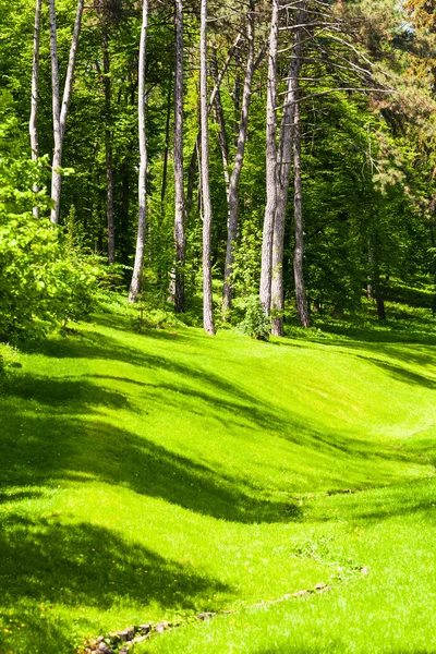 Green grass and forest — Stock Photo, Image