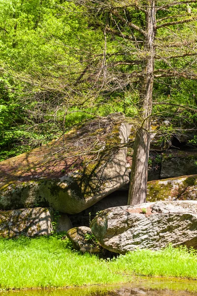 Árboles verdes con piedras grandes — Foto de Stock