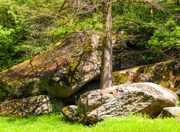 Groene bomen met grote stenen — Stockfoto