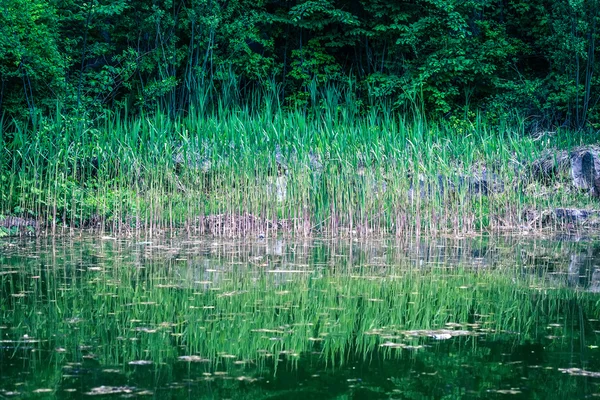 绿林中的湖泊 — 图库照片