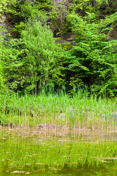 在绿色森林里的池塘 — 图库照片
