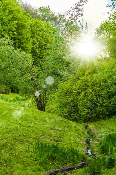 Scenery of spring forest — Stock Photo, Image