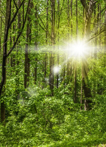 Landschaft des grünen Frühlingswaldes — Stockfoto