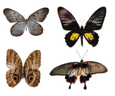 çok renkli kelebekler 