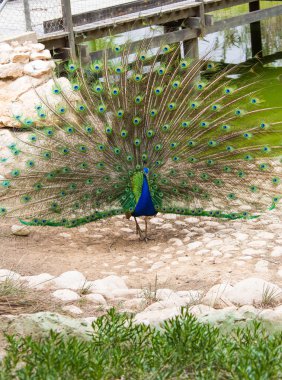 renkli kuyruklu peacock 