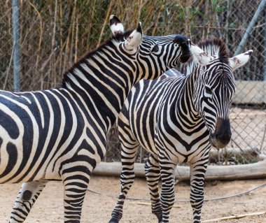 two zebra 