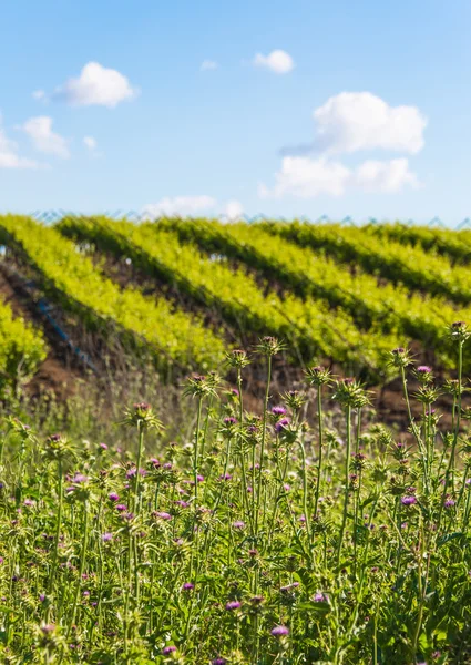 Ländliche Landschaft — Stockfoto