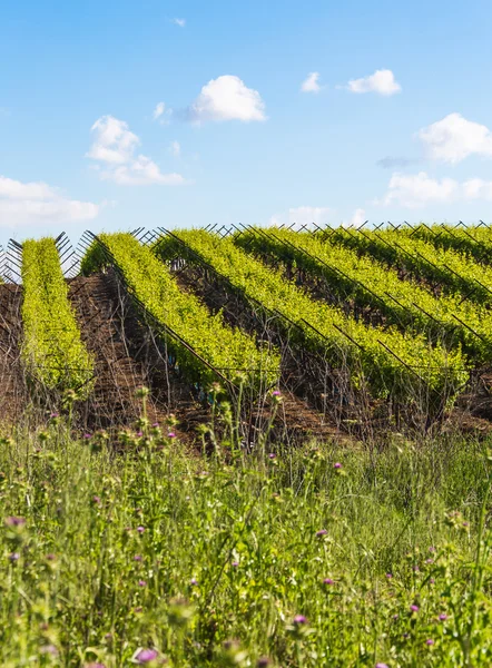 Anpflanzung von Weinbergen — Stockfoto