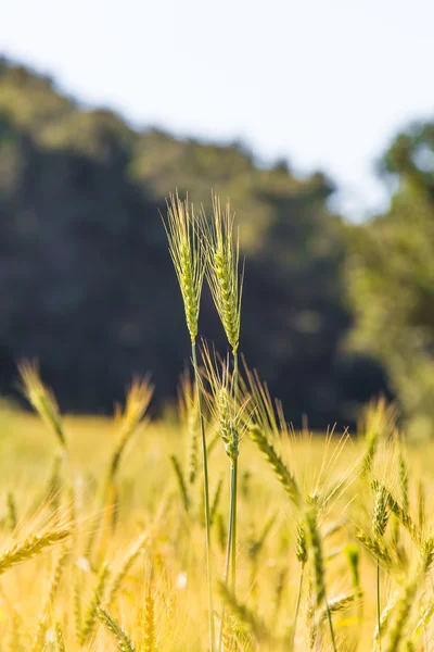 Field of growing the wheat closeup — Stock Photo, Image