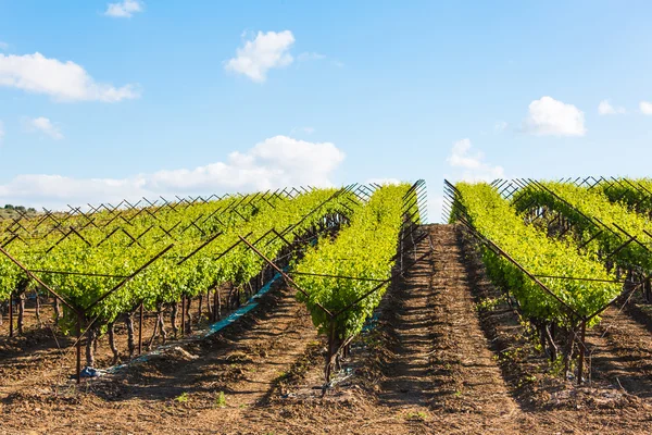 Bepflanzung der Weinberge im Sommer — Stockfoto