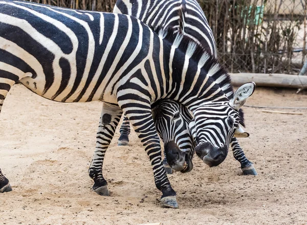 Dvě zebra — Stock fotografie