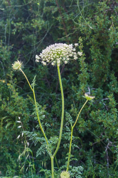 Growing wild flowers — Stock Photo, Image