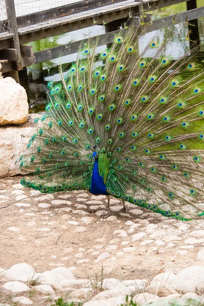 Peacock met open staart — Stockfoto