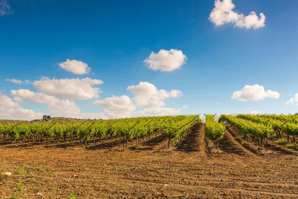 Ländliche Landschaft, Anpflanzung von Weinbergen — Stockfoto