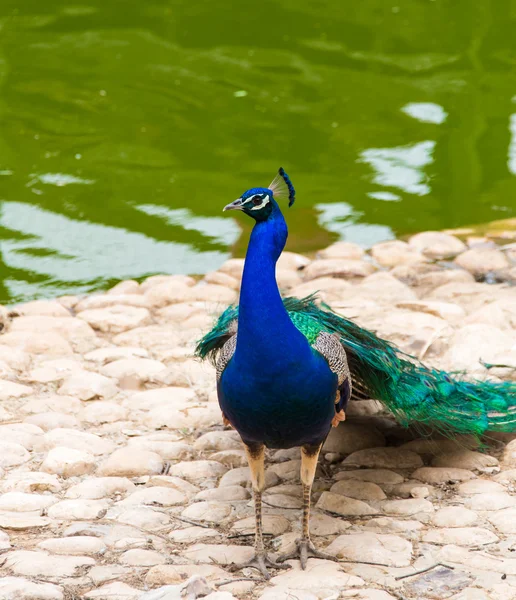 Kleurrijke de peacock close-up — Stockfoto