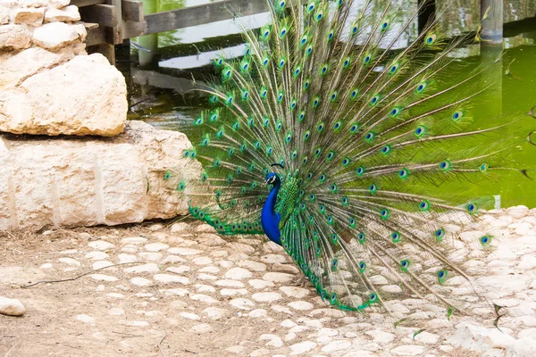 Peacock met kleurrijke staart — Stockfoto