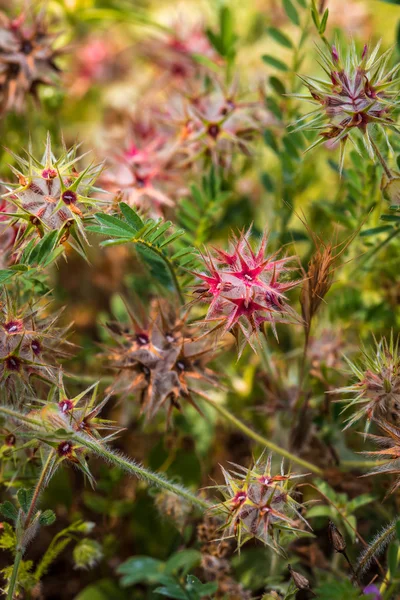 De groeiende wilde bloemen close-up — Stockfoto