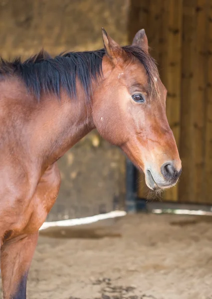 Portret brązowego konia — Zdjęcie stockowe
