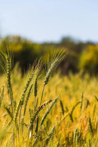 Crescimento do trigo closeup — Fotografia de Stock