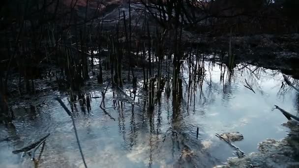 Lagoa com reflexão em plantas — Vídeo de Stock