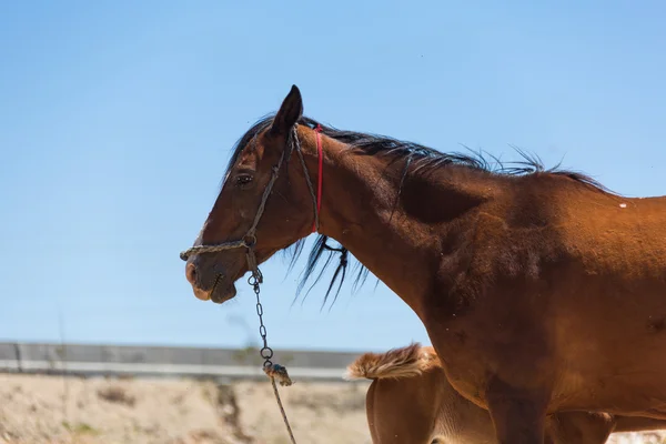 Cheval brun avec un poulain — Photo