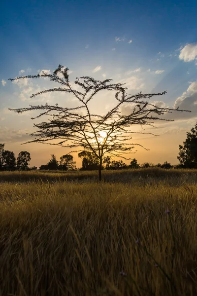 Sunset background — Stock Photo, Image