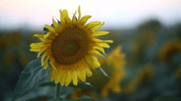 Girasoles balanceándose — Vídeos de Stock