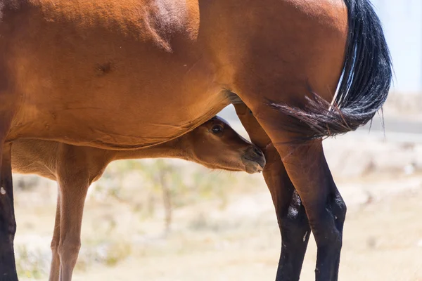 Коричневая лошадь с жеребцом — стоковое фото