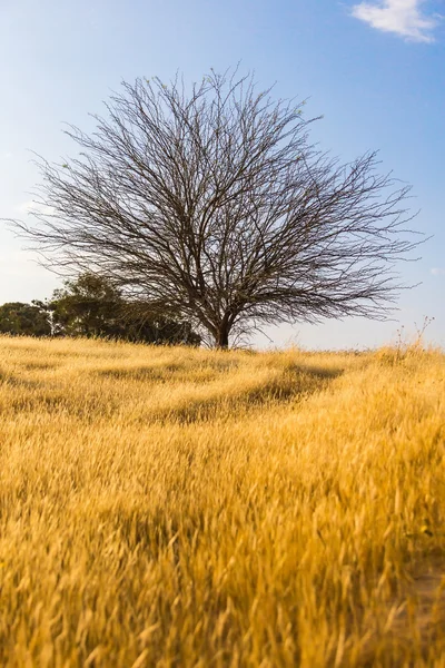 Árbol seco en un campo — Foto de Stock