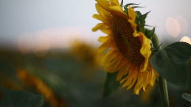 sallanan ayçiçeği