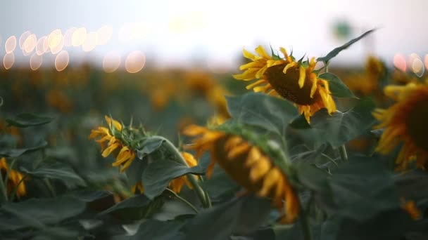 Zonnebloemen wuivende — Stockvideo