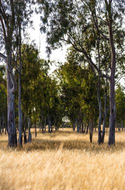 büyüyen büyük ağaçlar