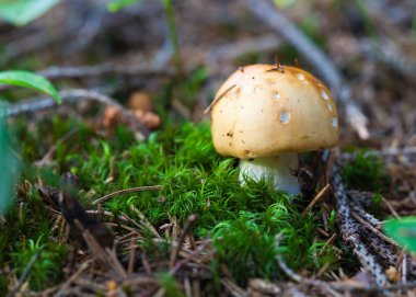 yenilebilir mantar portre 