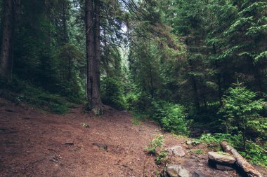 çam ormanı içinde Karpatlar