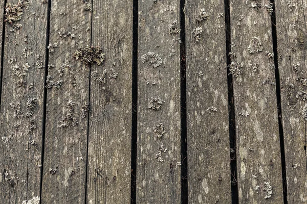 Grenen planken close-up — Stockfoto