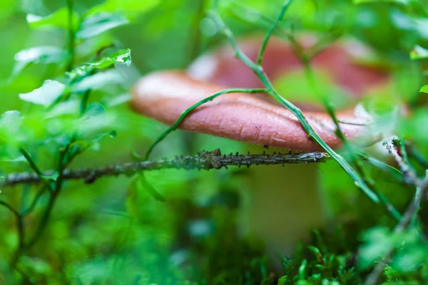 Съедобный грибной крупный план — стоковое фото