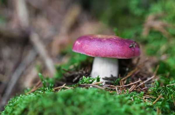 Jedlé houby closeup — Stock fotografie