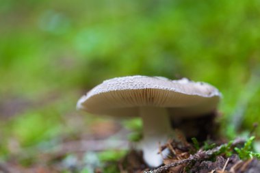 Zehirli mantar portre 