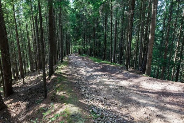 Yaz manzara çam ormanı 