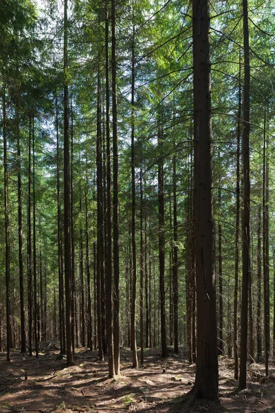 Verano paisaje bosque de pinos —  Fotos de Stock