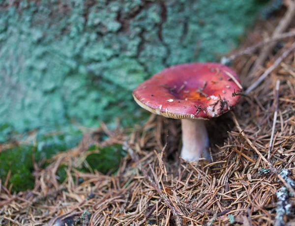 Dapat dimakan jamur closeup — Stok Foto