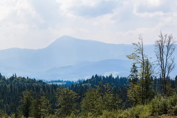 Summer landscape in Carpathians — Stock Photo, Image