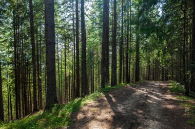 Yaz manzara çam ormanı