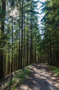 Yaz manzara çam ormanı 