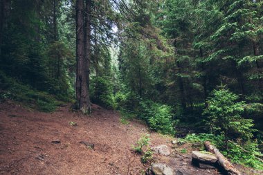 çam ormanı içinde Karpatlar