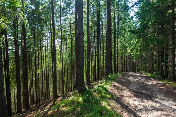 Letni krajobraz las sosnowy — Zdjęcie stockowe