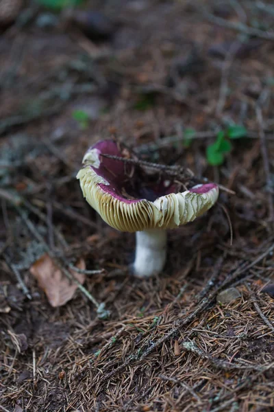 Съедобный грибной крупный план — стоковое фото