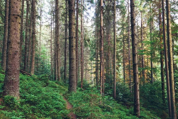 Verano paisaje bosque de pinos —  Fotos de Stock